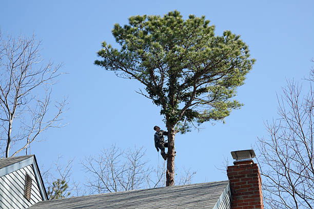 How Our Tree Care Process Works  in  Pine Crest, TN